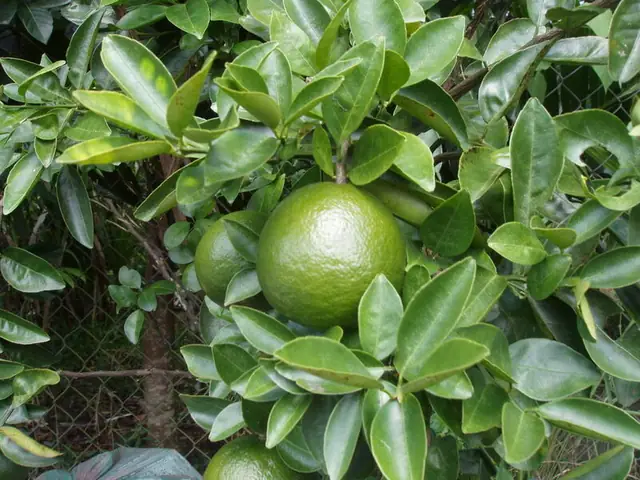 Cam Bố Hạ Cam Bố Hạ