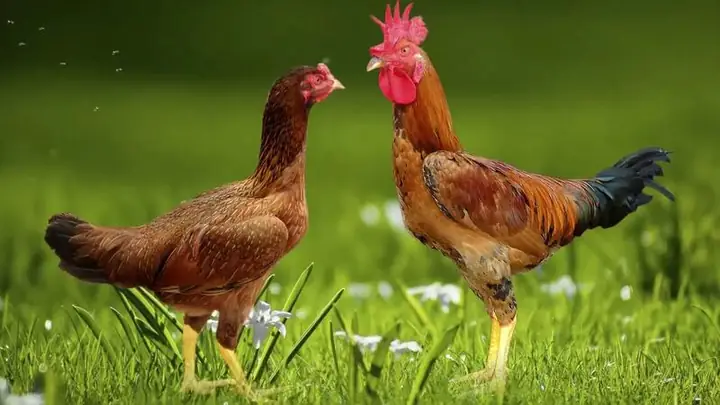 Gà Đồi Yên Thế Gà Đồi Yên Thế