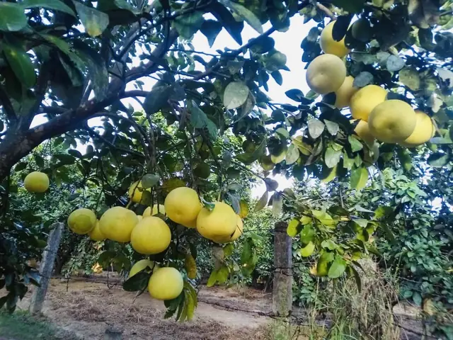 Bưởi Phúc Trạch Bưởi Phúc Trạch
