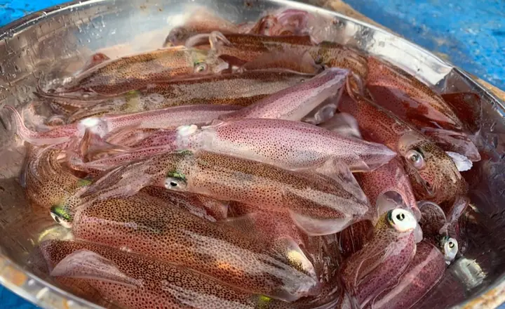 Mực Nhảy Mực Nhảy
