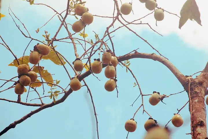 Hồng Đông Lộ Hồng Đông Lộ