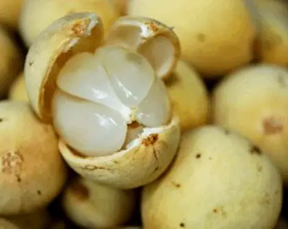 14. Trái Bòong Boong