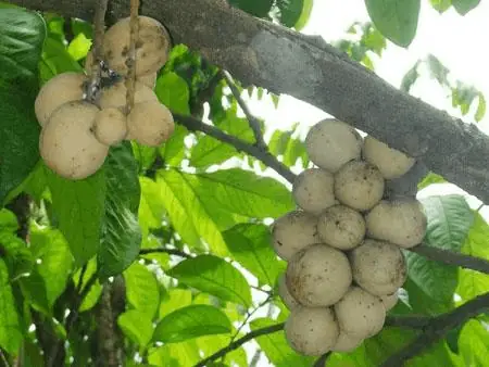 14. Trái Bòong Boong