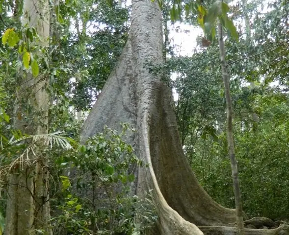 Cây Sấu Cổ Thụ