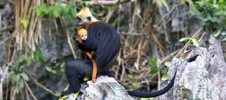Ngắm Nhìn Các Loài Động Vật Hoang Dã