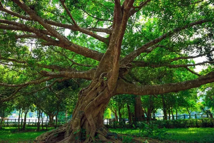 Cây Đăng Cổ Thụ