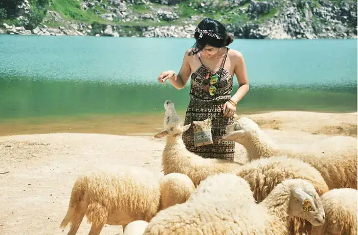 Đồi Cừu Suối Nghệ