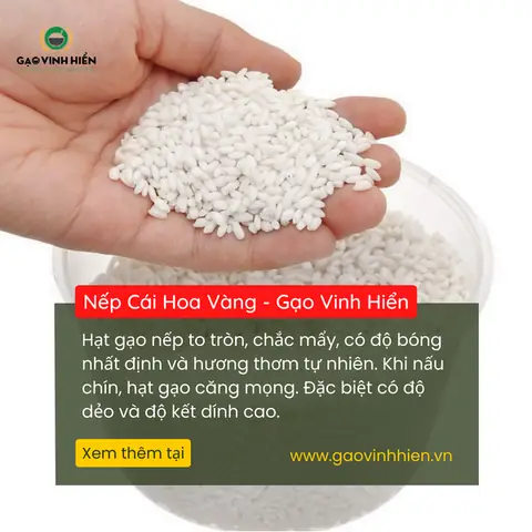 Nếp Cái Hoa Vàng - Đặc Sản Phía Bắc Nếp Cái Hoa Vàng - Đặc Sản Phía Bắc