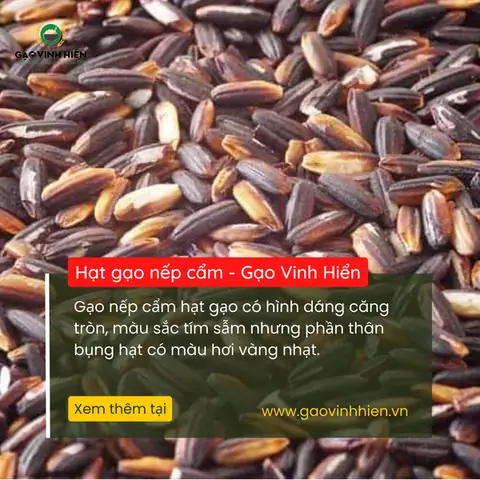 Nếp Cẩm Nếp Cẩm