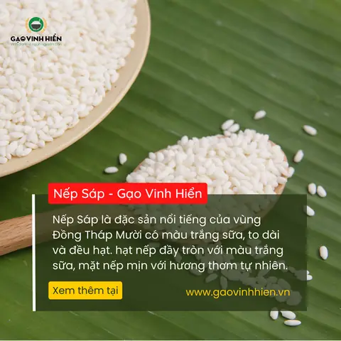 Nếp Sáp Nếp Sáp
