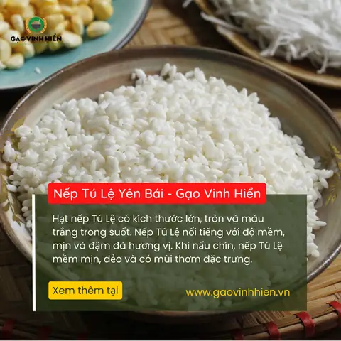 Nếp Tú Lệ - Đặc Sản Yên Bái Nếp Tú Lệ - Đặc Sản Yên Bái