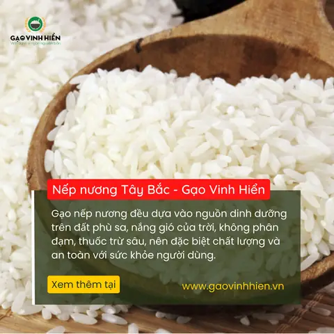 Nếp Nương Tây Bắc Nếp Nương Tây Bắc
