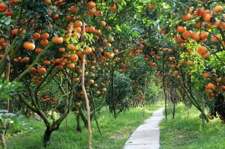 10 Vườn Trái Cây Gần Sài Gòn Nổi Tiếng Ăn Thỏa Thích
