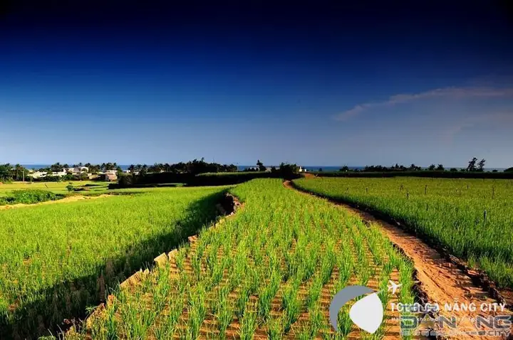 Đảo Lý Sơn Có Gì Hấp Dẫn Hay Không?