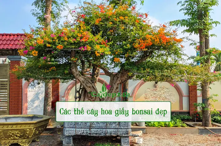 Các Thế Cây Hoa Giấy Đẹp, Thu Hút, Tôn Vinh Mọi Không Gian