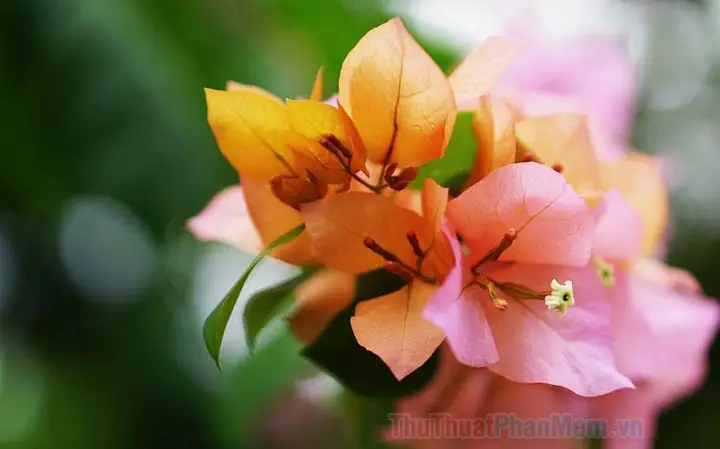 Những Hình Ảnh Hoa Giấy Đẹp Nhất