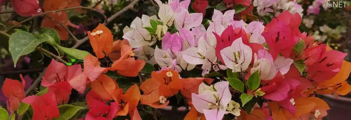 Hoa Giấy Đẹp | Tư Vấn Chăm Sóc Cây Hoa Giấy | Ảnh Hoa Giấy