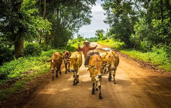 Dáng Vẻ Thong Dong Của “chàng Cao Bồi” Và Những Chú Bò. Ảnh: John Nguyen/picfair. Dáng Vẻ Thong Dong Của “chàng Cao Bồi” Và Những Chú Bò. Ảnh: John Nguyen/picfair.