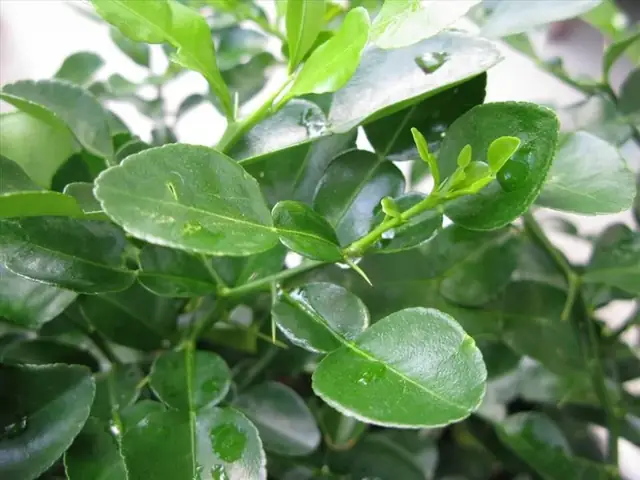 Gội Đầu Dưỡng Sinh Phương Đông