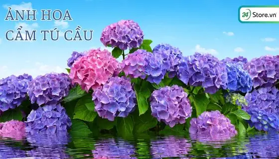 199+ Hình Ảnh Hoa Cẩm Tú Cầu Đẹp Rực Rỡ Cho Điện Thoại, Máy Tính