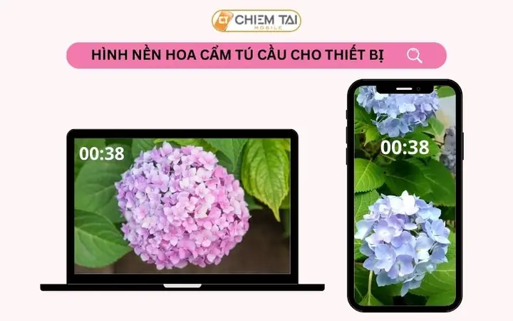 250+ Hình Nền Hoa Cẩm Tú Cầu Lung Linh Rực Rỡ Đẹp Nhất Cho Thiết Bị