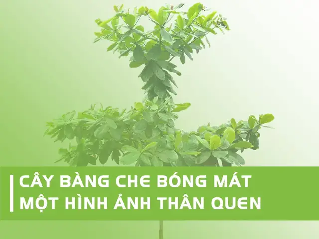 Cây Bàng: Đặc Điểm, Lợi Ích Của Vỏ, Thân, Lá Và Quả Cây Bàng: Đặc Điểm, Lợi Ích Của Vỏ, Thân, Lá Và Quả