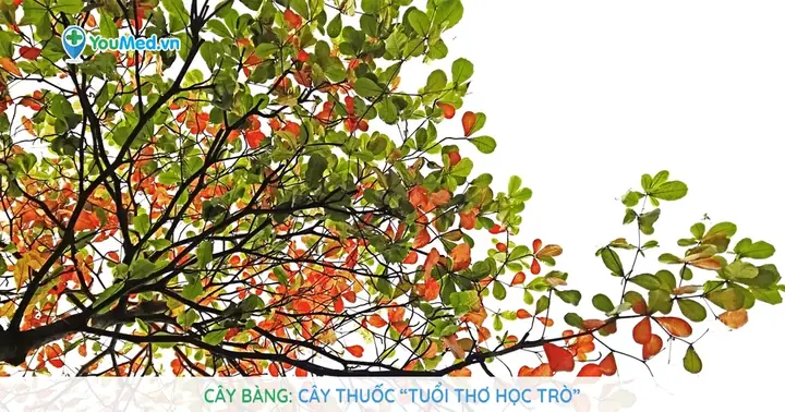 Cây Bàng: Cây Thuốc “tuổi Thơ Học Trò” Cây Bàng: Cây Thuốc “tuổi Thơ Học Trò”