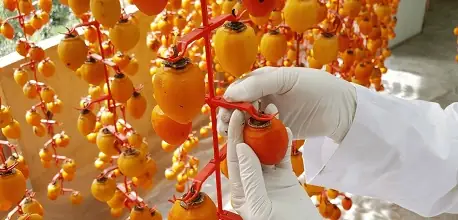 Hồng Treo Gió Đà Lạt - Giá, Địa Chỉ Mua & 5 Vườn Tham Quan