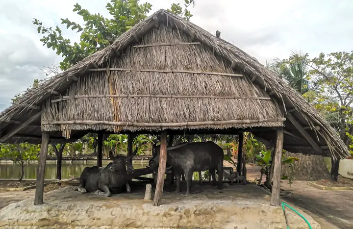Thăm Khu Di Tích Lung Lá Nhà Thể – Cà Mau