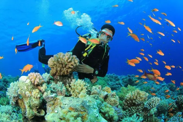 Lặn Biển Ngắm San Hô Tại Con Sẻ Tre Nha Trang