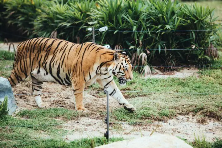 Công Viên Bảo Tồn Động Vật Hoang Dã River Safari
