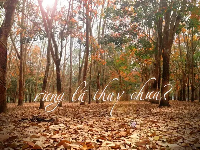 Nhạc Sĩ Huỳnh Anh Và Ca Khúc Rừng Lá Thay Chưa (thơ Hoàng ...