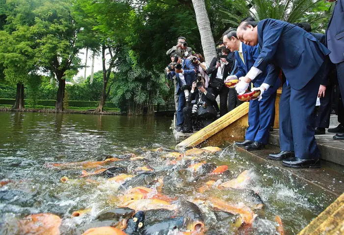 Ngắm Đàn Cá Tung Tăng Bơi Lội Và Cho Cá Ăn