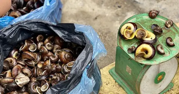Loại Ốc Núi To Bằng Cái Chén, Được Coi Là Vị Thuốc Quý Nhưng Không ...