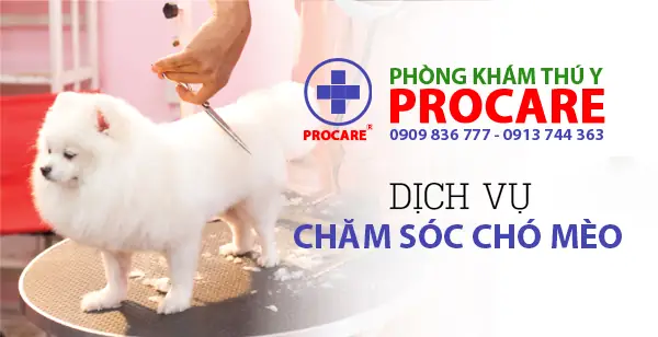 Phòng Khám Thú Y Tốt Nhất Tp Hcm Phòng Khám Thú Y Tốt Nhất Tp Hcm