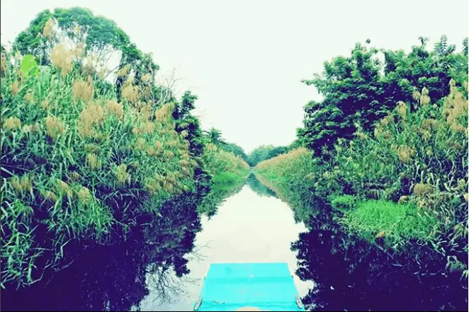Đi Thuyền Thăm Quan Rừng Đước