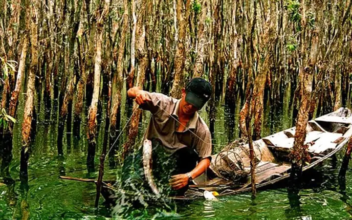 Câu Cá Lấy Mật Trong Rừng