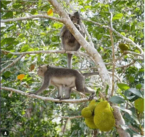 Câu Cá Lấy Mật Trong Rừng