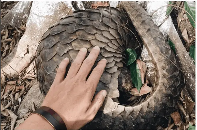 Câu Cá Lấy Mật Trong Rừng