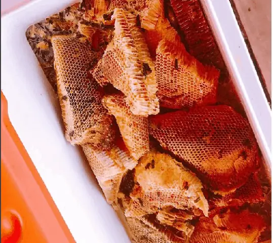 Câu Cá Lấy Mật Trong Rừng