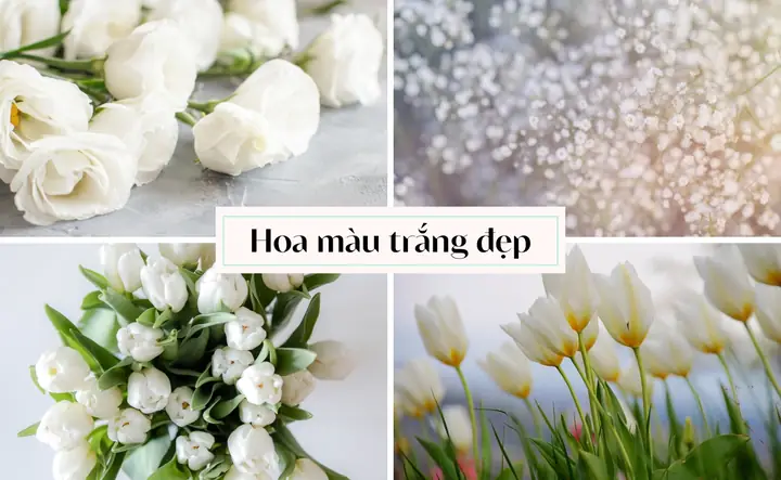 Top 99+ Loài Hoa Màu Trắng Tặng 8/3, 20/10 Cho Mẹ, Vợ, Ny Ấn ...