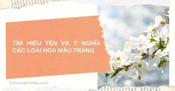 Tên Và Ý Nghĩa Các Loài Hoa Màu Trắng - Số 10 Rất Đặc Biệt