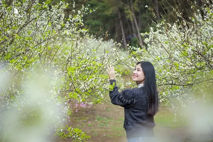 Du Xuân Mộc Châu Tháng 2