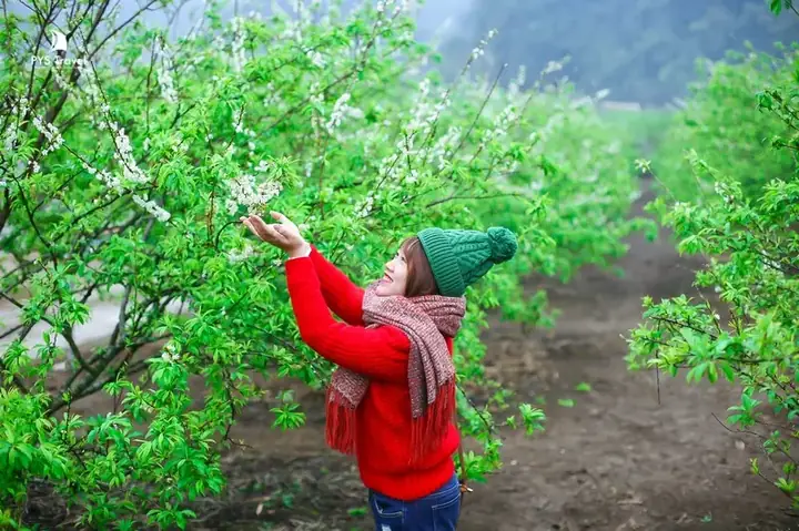 Du Xuân Mộc Châu Tháng 2