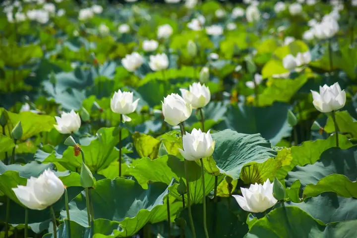 Ngắm Hồ Sen Ngát Hương Tháng 7 Và Hoàng Hôn Ở Hồ Tây