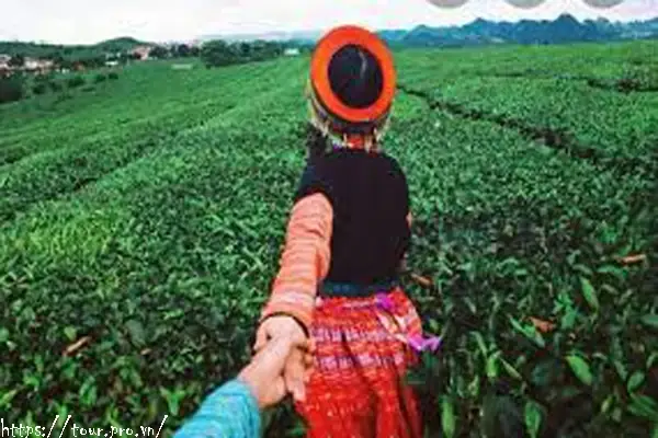 Tour Mộc Châu 3 Ngày 2 Đêm Du Lịch Từ Hà Nội Tốt Nhất 2025 ...