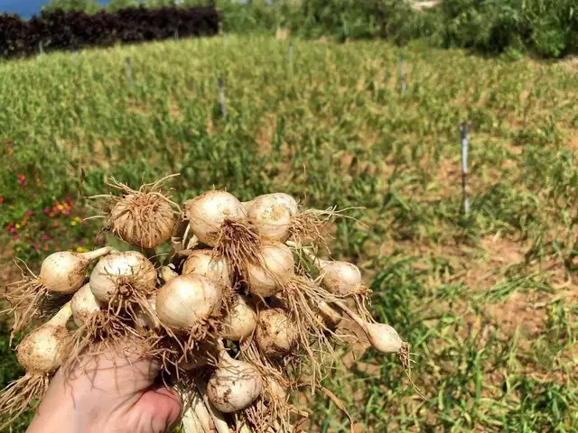 Du Lịch Quảng Ngãi Mua Gì Làm Quà?