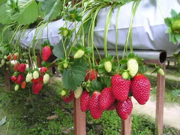 Những Khu Vườn Đỏ Rực Níu Chân Du Khách